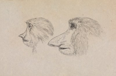 Köpfe von zwei Nasenaffen von James de Carle Sowerby