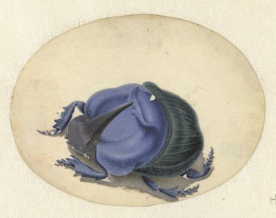 Blauer Käfer von Jan Augustin van der Goes