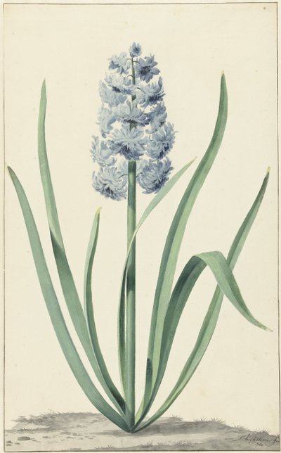 Die blaue Hyazinthe Franciscus Primus von Jan Augustini