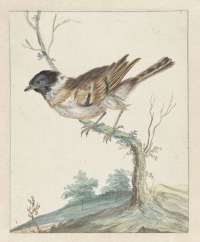Rohrammer (?) von Jan Baptist Weenix