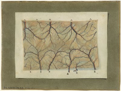 Anatomische Studie des Blutgefäßsystems von Jan l