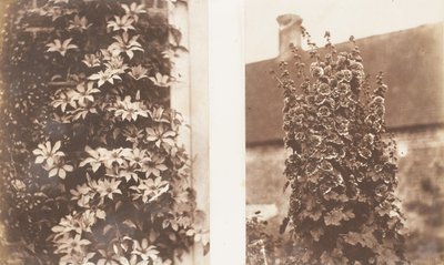 Clematis Cerulea, Stockrosen, 1853-56 von Jane Martha St. John