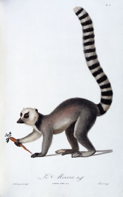 Ein Lemur, ca. 1798-99 von Jean Baptiste Audebert