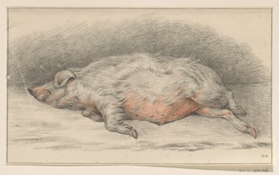 Liegendes Schwein, nach links von Jean Bernard