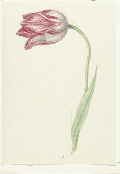 Rosa Tulpe von Jean Bernard