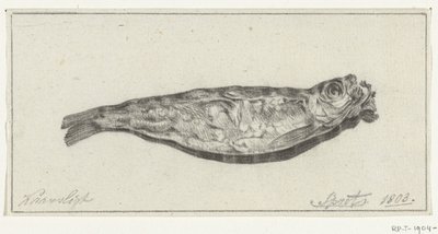 Sprotte bei Kerzenlicht von Jean Bernard