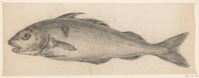 Fisch, nach links von Jean Bernard