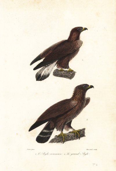 Steinadler, Aquila chrysaetos von Jean Gabriel (after) Pretre