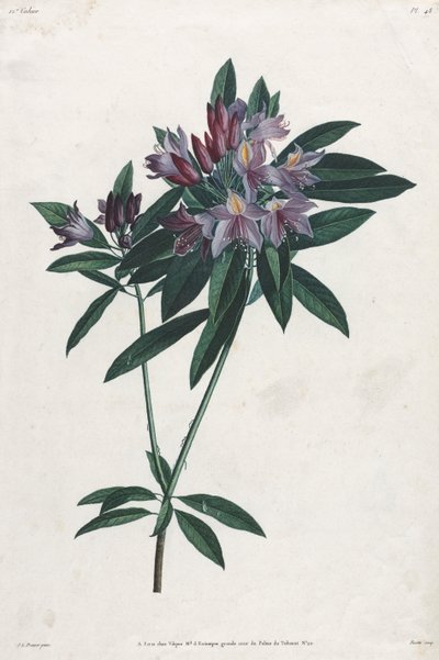 Pontischer Rhododendron von Jean Louis Prevost