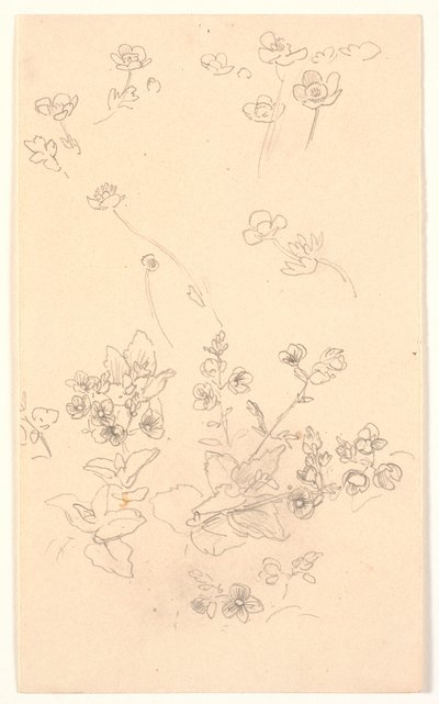 Blumenstudien von Joakim Frederik Skovgaard