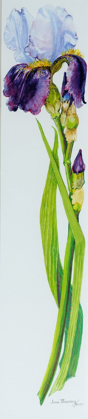 Iris mit drei Knospen von Joan Thewsey