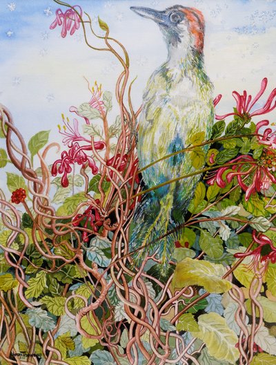 Specht in der Geißblattblüte von Joan Thewsey