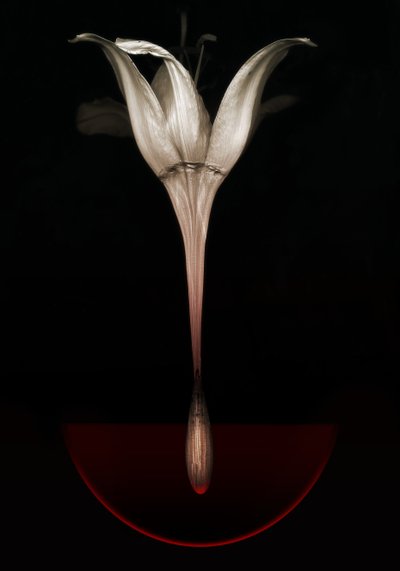 Blutende Lilie, 2013 von Johan Lilja