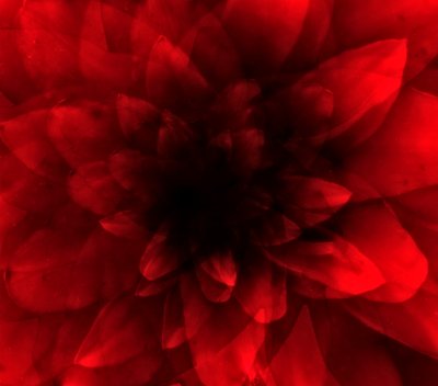 Rote Blume von Johan Lilja