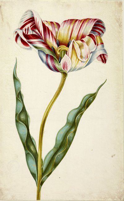 Tulpe, ca. 1660 von Johann Bartholomäus Braun