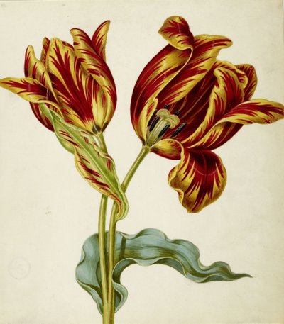 Tulpe, ca. 1660 von Johann Bartholomäus Braun