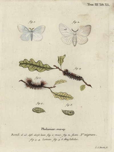 Schwarze V-Motte, Arctornis l-nigrum von Johann Carl Bock