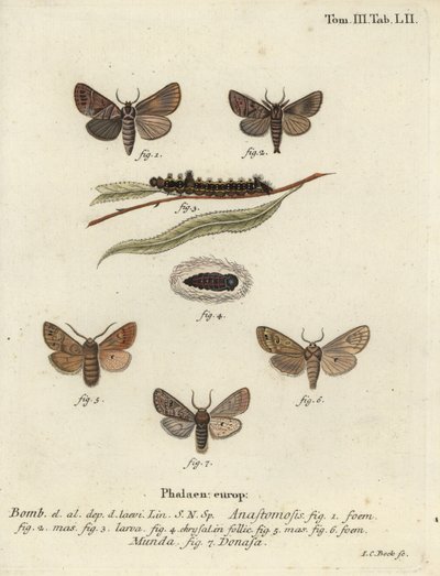 Clostera anastomosis und Nudaria mundana. von Johann Carl Bock