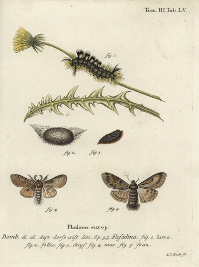 Dunkle Tussock, Dicallomera fascelina von Johann Carl Bock