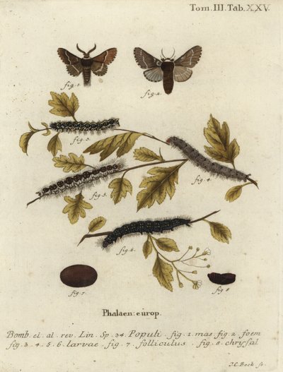 Dezembermotte, Poecilocampa populi von Johann Carl Bock