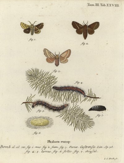 Boden-Lackey-Motte, Malacosoma castrense von Johann Carl Bock