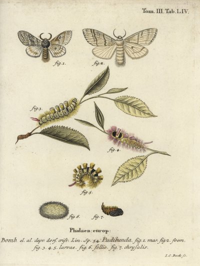 Pale Tussock, Calliteara pudibunda von Johann Carl Bock