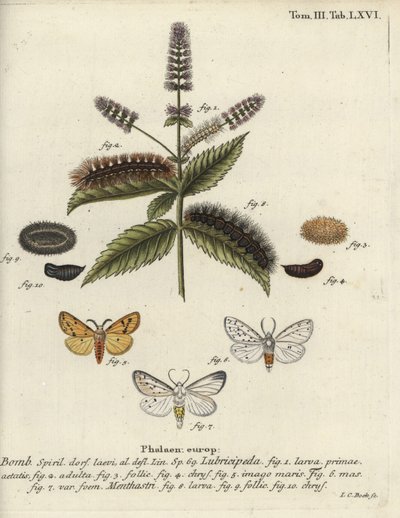 Weiße Tigermotte, Spilosoma lubricipeda von Johann Carl Bock