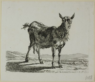 Stehende Ziege, aus Die Zweite Thierfolge von Johann Christian Reinhart