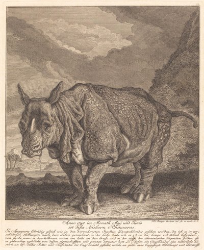 Nashorn von Johann Elias Ridinger