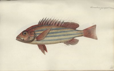 Lutjanus quinquelineatus, vor 1790 von Johann Friedrich Hennig