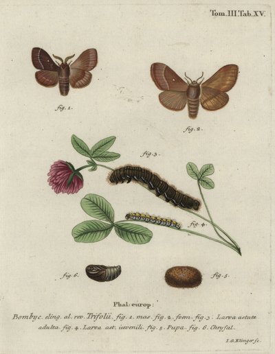 Gras-Eggar, Lasiocampa trifolii. von Johann Georg Klinger