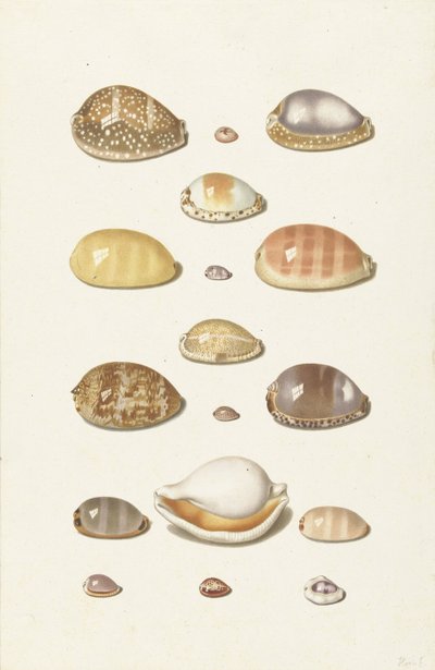 Kaurischnecken von Johann Gustav Hoch