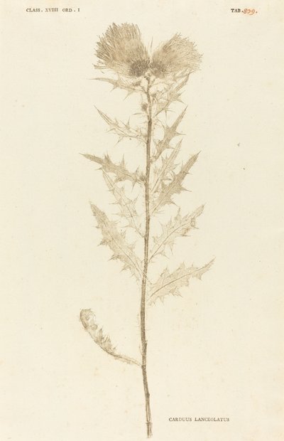 Carduus Lanceolatus von Johann Hieronymus Kniphof