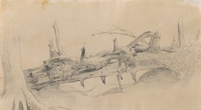 Wurzelwerk, umgestürzter Baum von Johann Peter Krafft