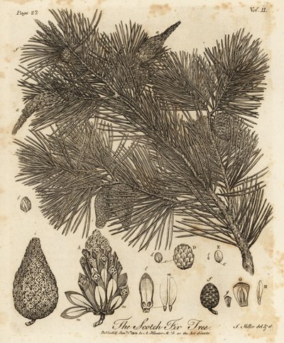 Waldkiefer, Pinus sylvestris von Johann Sebastien Muller