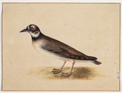 Vogel von Johannes Bronckhorst