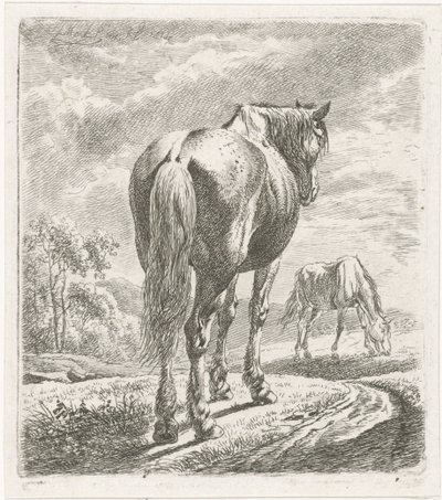 Pferd von hinten gesehen von Johannes Mock