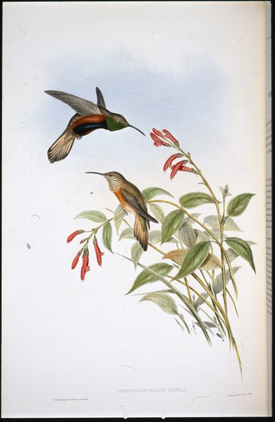 Adelas Bergstern (Oreotrochilus Adela) von John (after) Gould