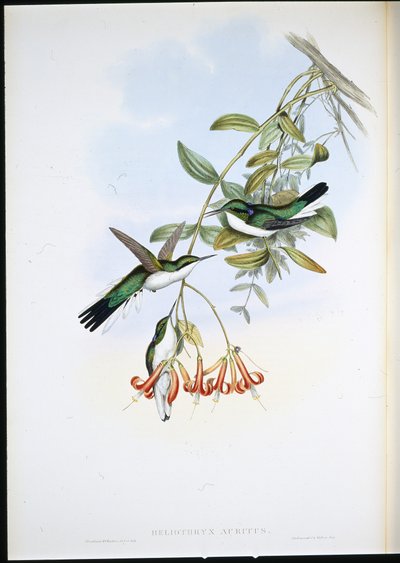 Cayenne Fee (Heliothryx Auritus) von John (after) Gould