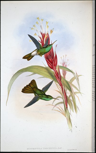 Goldschwanz-Plumeleteer von John (after) Gould