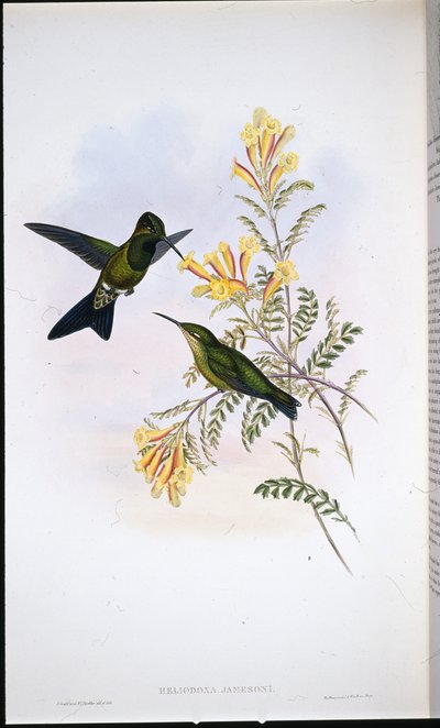 Jamesons Brillant von John (after) Gould
