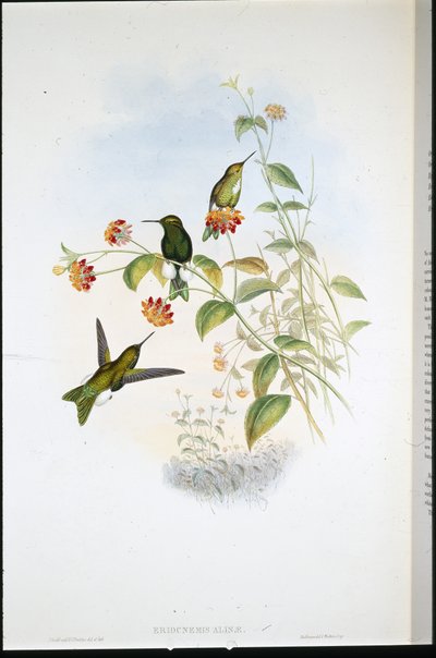 Metallischer Puffbein von John (after) Gould