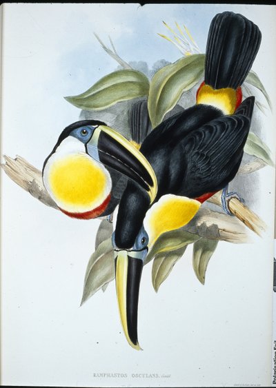 Küssender Tukan (Ramphastos Osculans) von John (after) Gould