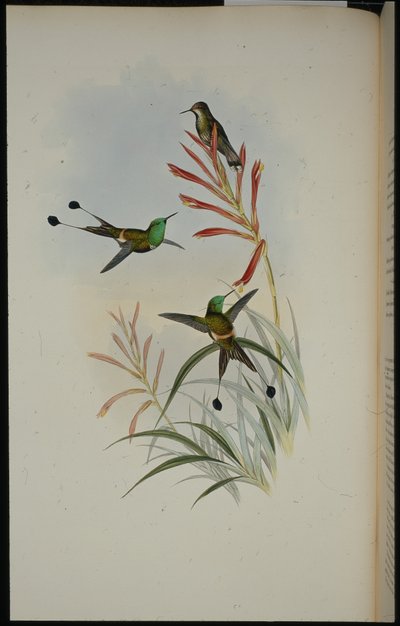 Rackenschwanz von John (after) Gould