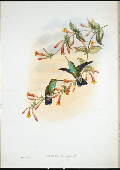 Fluss-Smaragd von John (after) Gould