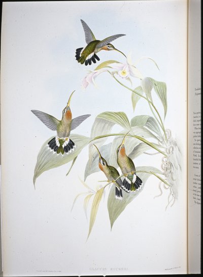 Ruckers Einsiedler (Glaucis Ruckeri) von John (after) Gould