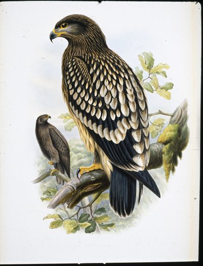 Schreiadler (Aquila Naevia) von John (after) Gould