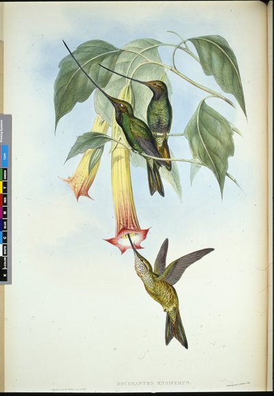 Schwertschnabel (Docimastes Ensiferus) von John (after) Gould