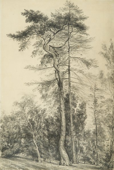 Tannen, ca. 1833 von John Constable