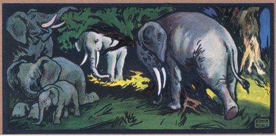 Elefant in der Wildnis von John Edwin Noble
